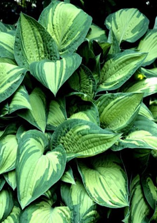 ХОСТА Albopicta